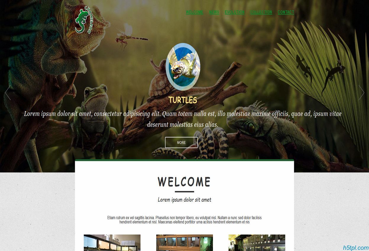 爬行动物html5网页模板是一款绿色风格样式的html5动物标本网站模板