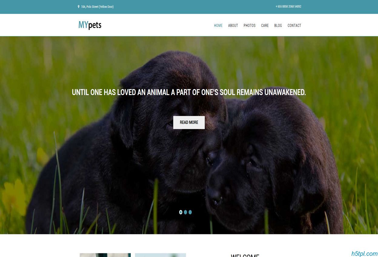 宠物医院网站模版是一款宠物狗爱好者狗狗展示网站模板