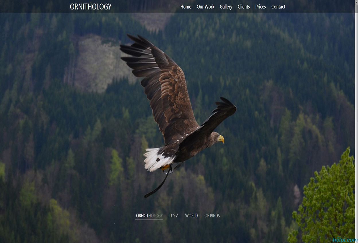 大鹏展翅动物网站模板是一款适合飞禽走兽动物鸟类养殖场网站模板